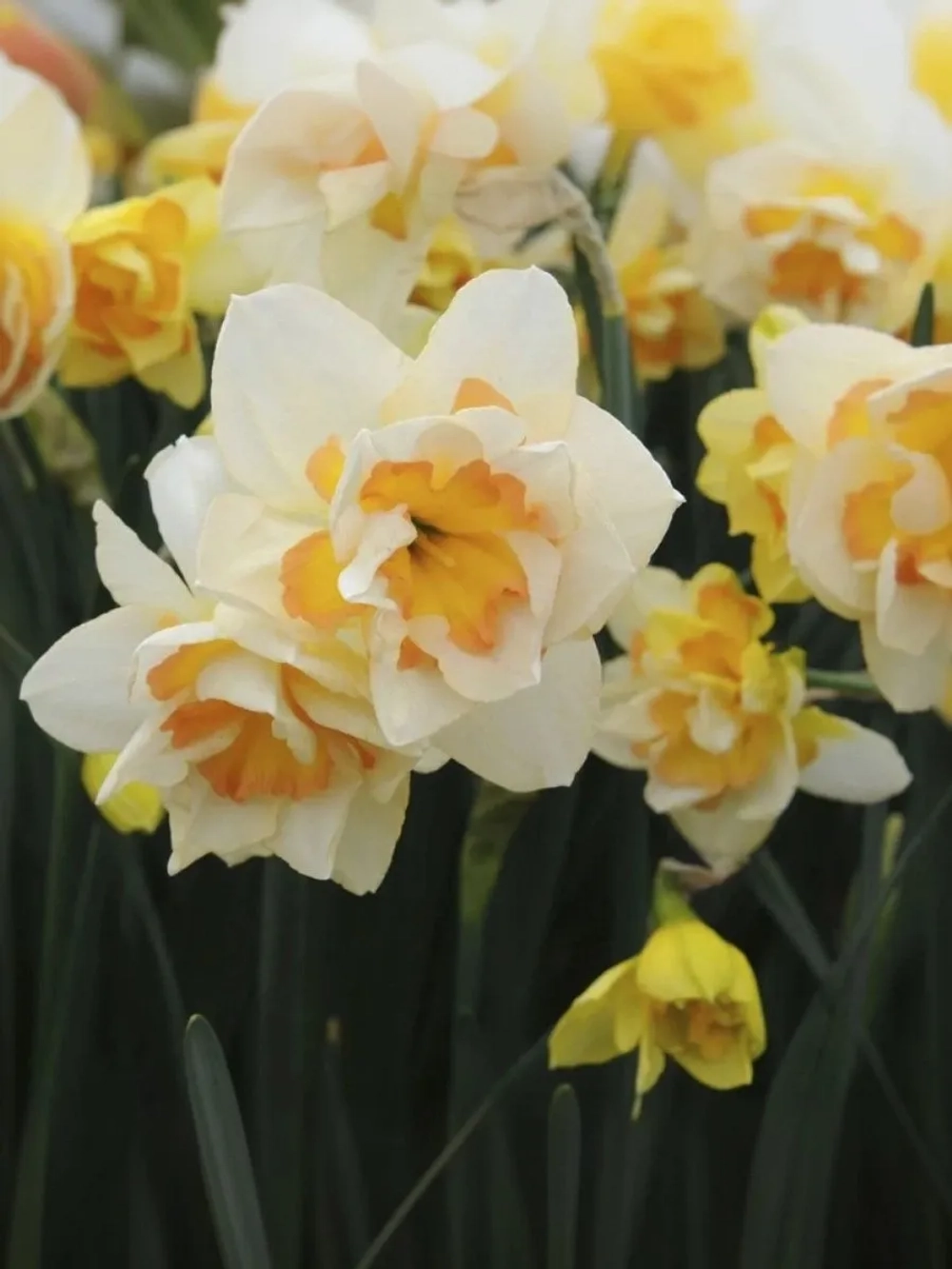 Нарцисс Махровый Свит Дизайр