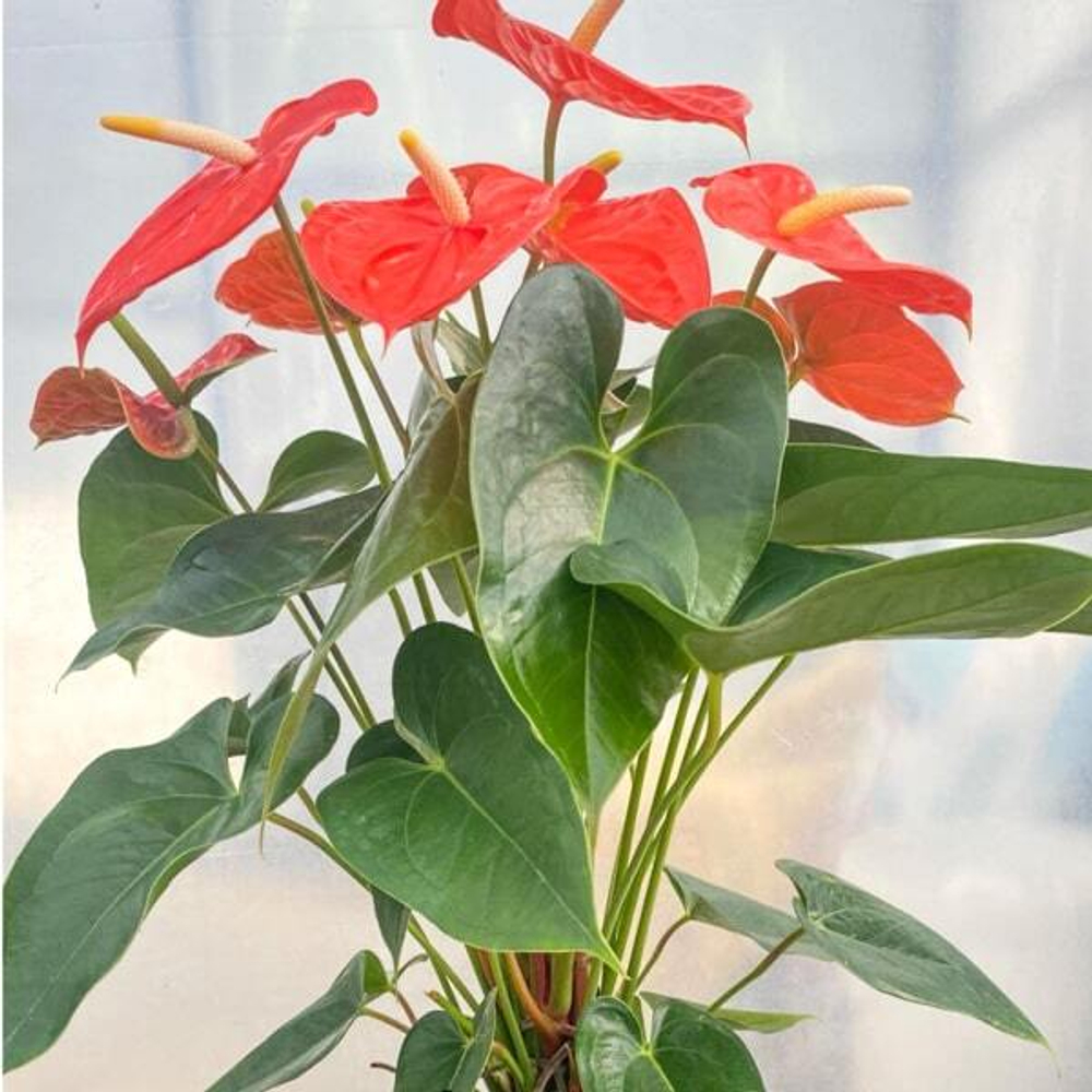 Антуриум Андрэ ATLAS