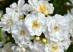 Гирлянд де Амур (Guirlande d'Amour)