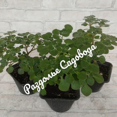 Аихризон домашний (дерево любви) горшок 1л