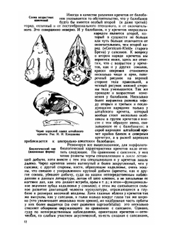 Сокола-кречеты. Систематика, распространение, образ жизни и практическое значение | Г.П. Дементьев