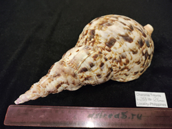 Харония Тритонис 250--390 мм