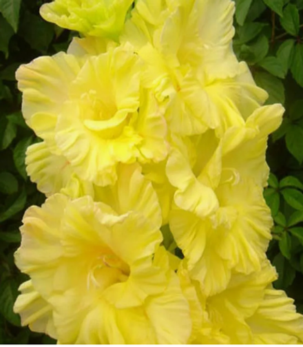 Гладиолус крупноцветковый Бра Валь луковица март 2026