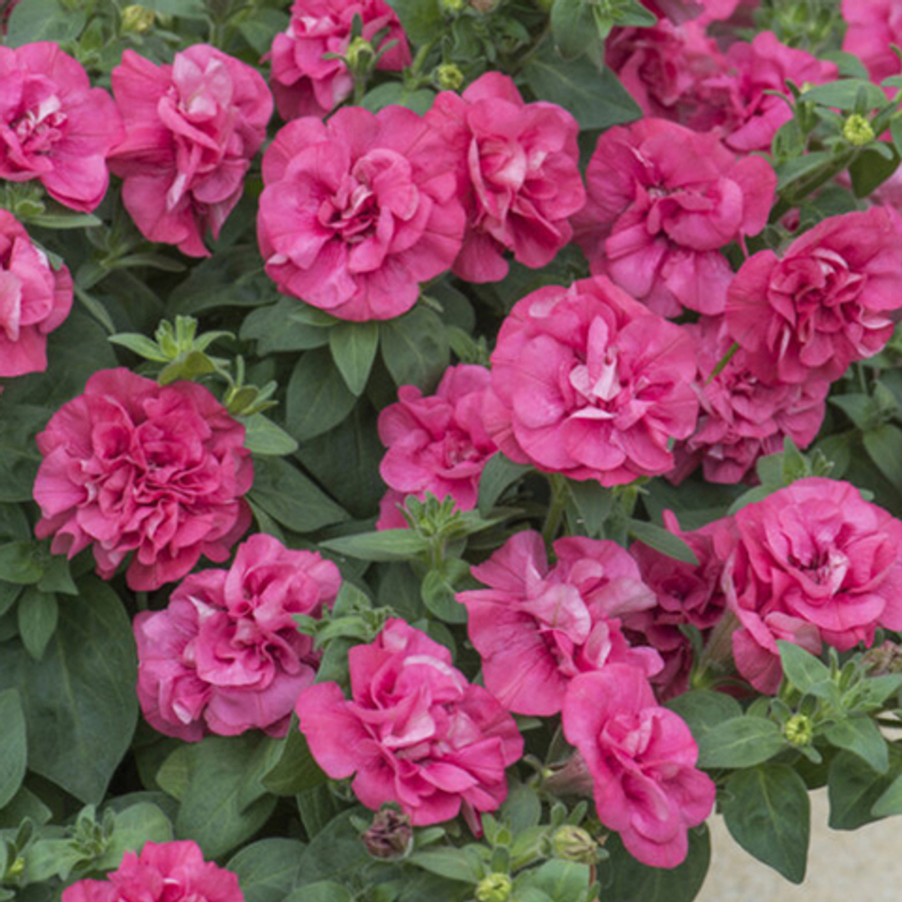 Петуния SUGAR BONBON