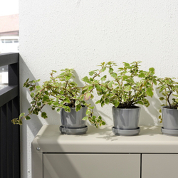 IKEA CITRUSFRUKT  (ИКЕА СИТРУСФРУКТ)  -  Цветочный горшок с подставкой, серый, 9 см