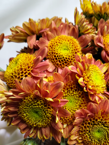 Хризантема кустовая Mona Lisa orange /к.14/поставка весна 2026г/