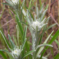 Сушеница болотная (трава) 500 г