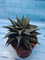 Haworthia Limifolia Spiralis (Хавортия)