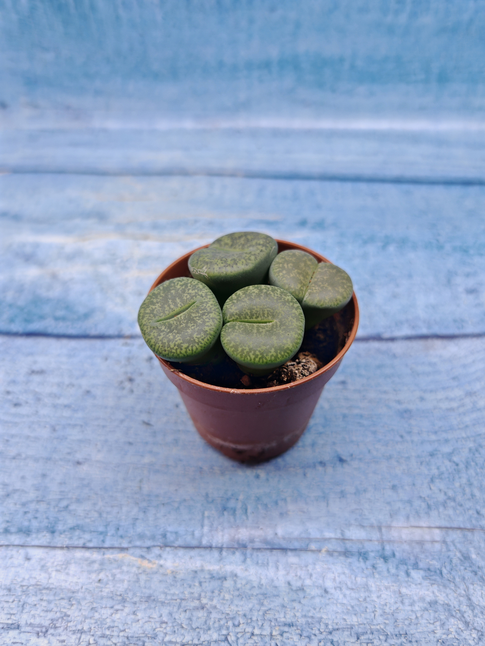 Lithops sp. (Литопсы)