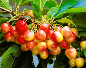 Плодовые крупномеры