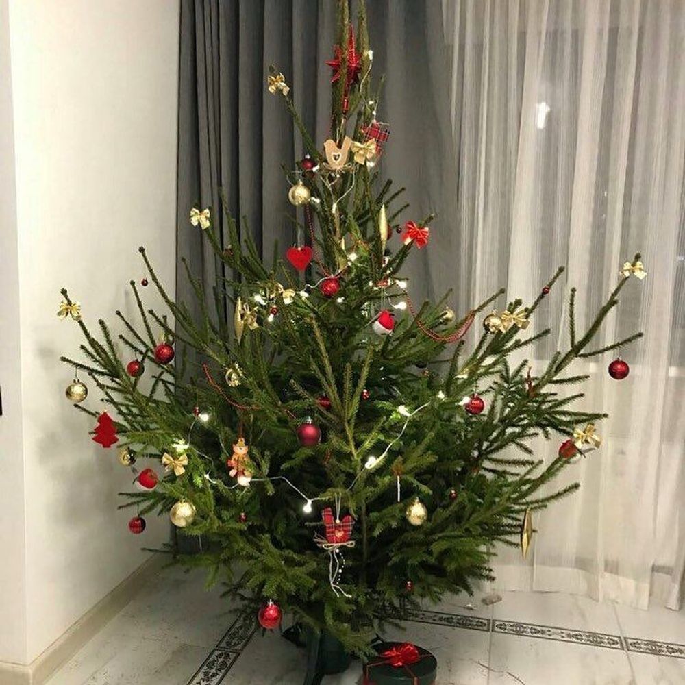 Живая елка русская