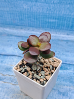 Crassula Ovata Minor (Крассула)