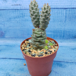 Tephrocactus Articulatus Diadematus (Тефрокактус)