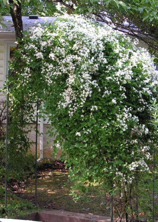Клематис маньчжурский трехлетка наличие