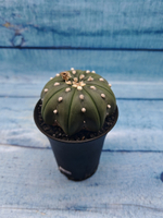 Astrophytum Asterias (Астрофитум)