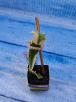 Schlumbergera cv. Madam Butterfly f. variegata (Шлюмбергера)