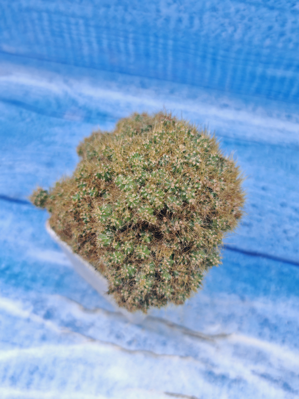 Cereus Peruvianus Monstrosus (Цереус)