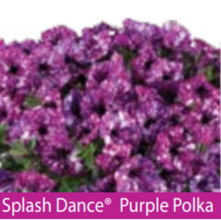 ЕВРО Petunia Splash Dance Purple Polka укорененный черенок середина декабря 25