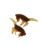 Рыболовные, силиконовые приманки. Рачки мормыш RuBaits Shrimp креветка. Набор для рыбалки на щуку, судака, окуня, форель. Зимняя рыбалка, микроджиг.