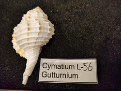 Циматиум Гуттурниум