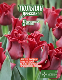 Тюльпан Луковица, Дрессинг, 5+шт