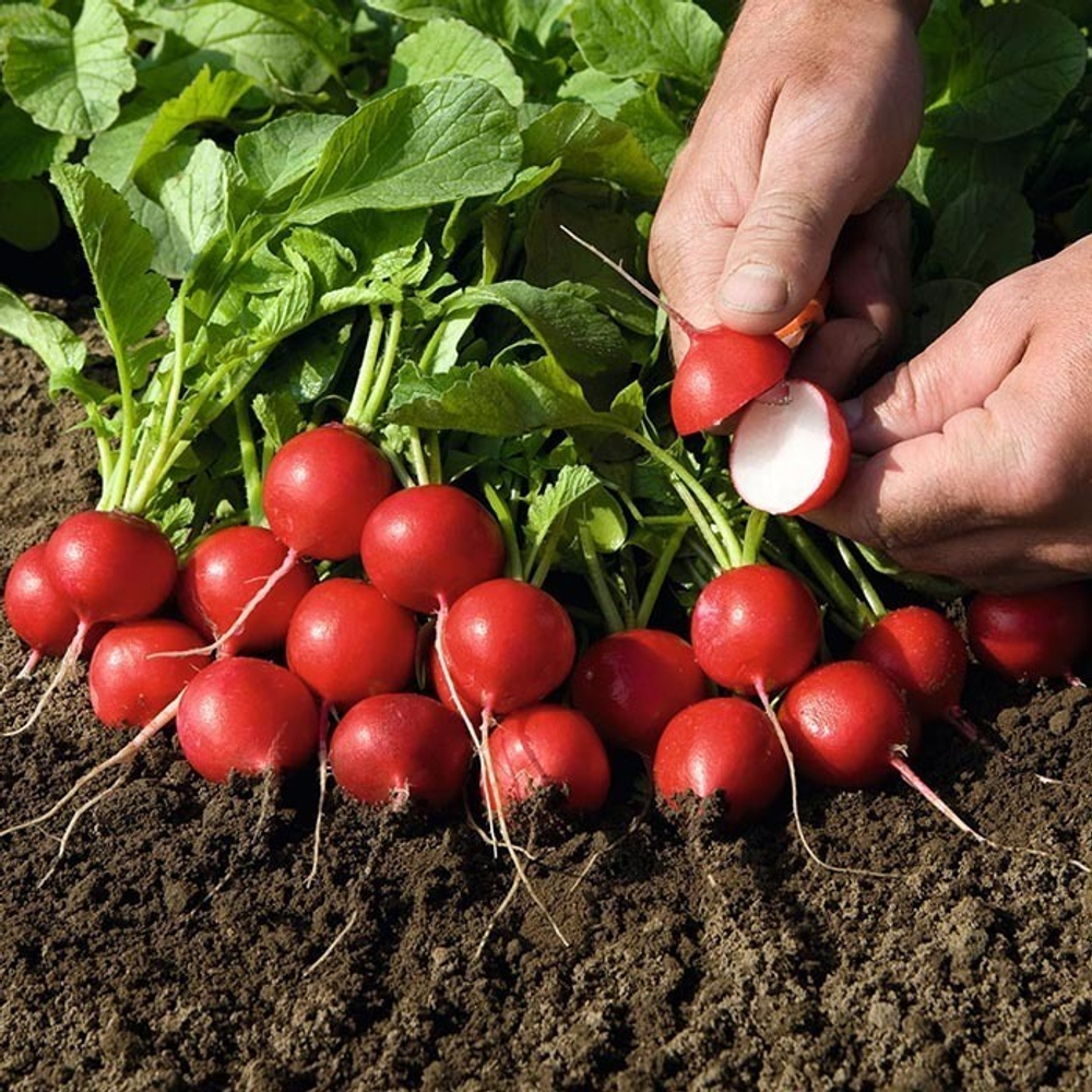 Рудольф семена редиса (Bejo / Бейо)