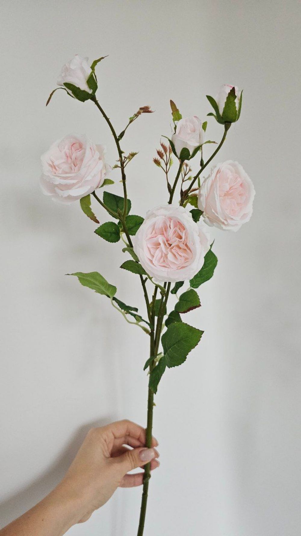 Роза пионовидная / Арт 2363