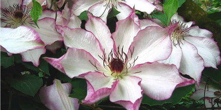 Клематисы 2 группы обрезки