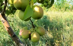 Груша Сварог