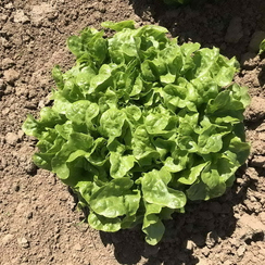 КАРАВЕЛ семена салата (Rijk Zwaan | Alexagro)