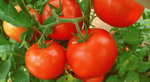 Корвинус F1 семена томата полудетерминантного (Seminis / Семинис)