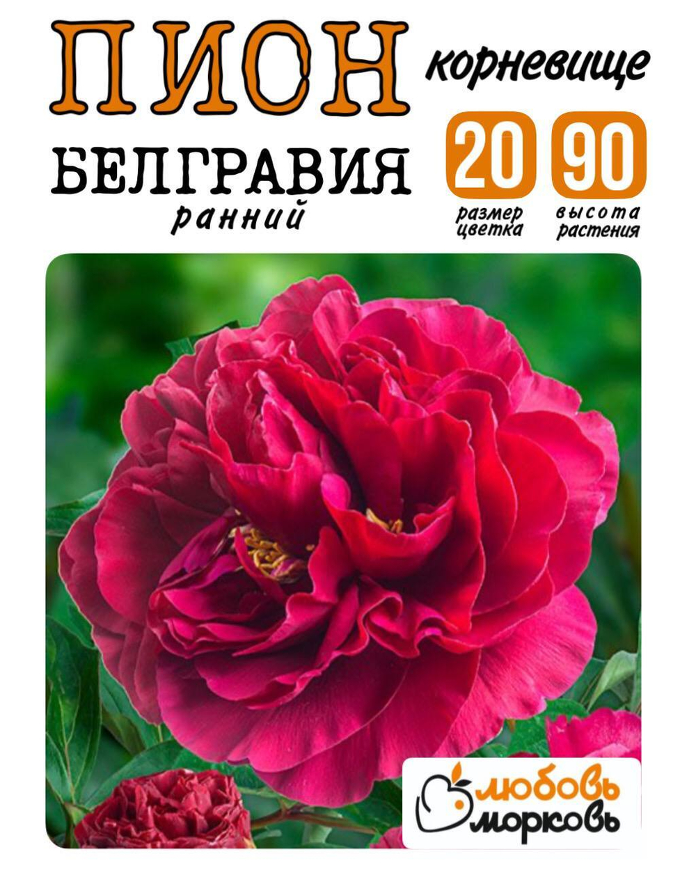 Пион Корневище, Белгравия, 3+ почек, 1шт  (Любовь Морковь)