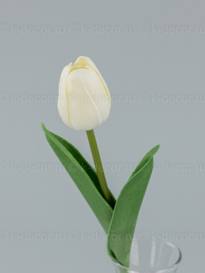 Тюльпан латекс