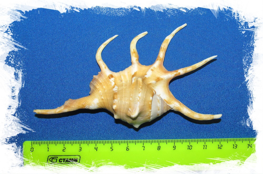 Ламбис Кроката размер