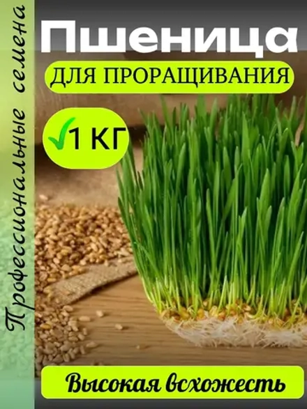 Пшеница для проращивания 1 кг