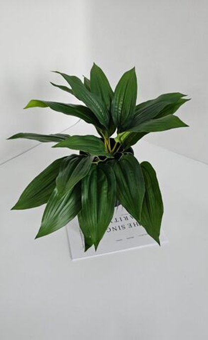 Родея ампельная / Арт 6374