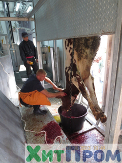 Линия убоя КРС 20 голов/смена. Ленинградская область