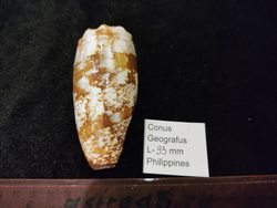 Конус Географус