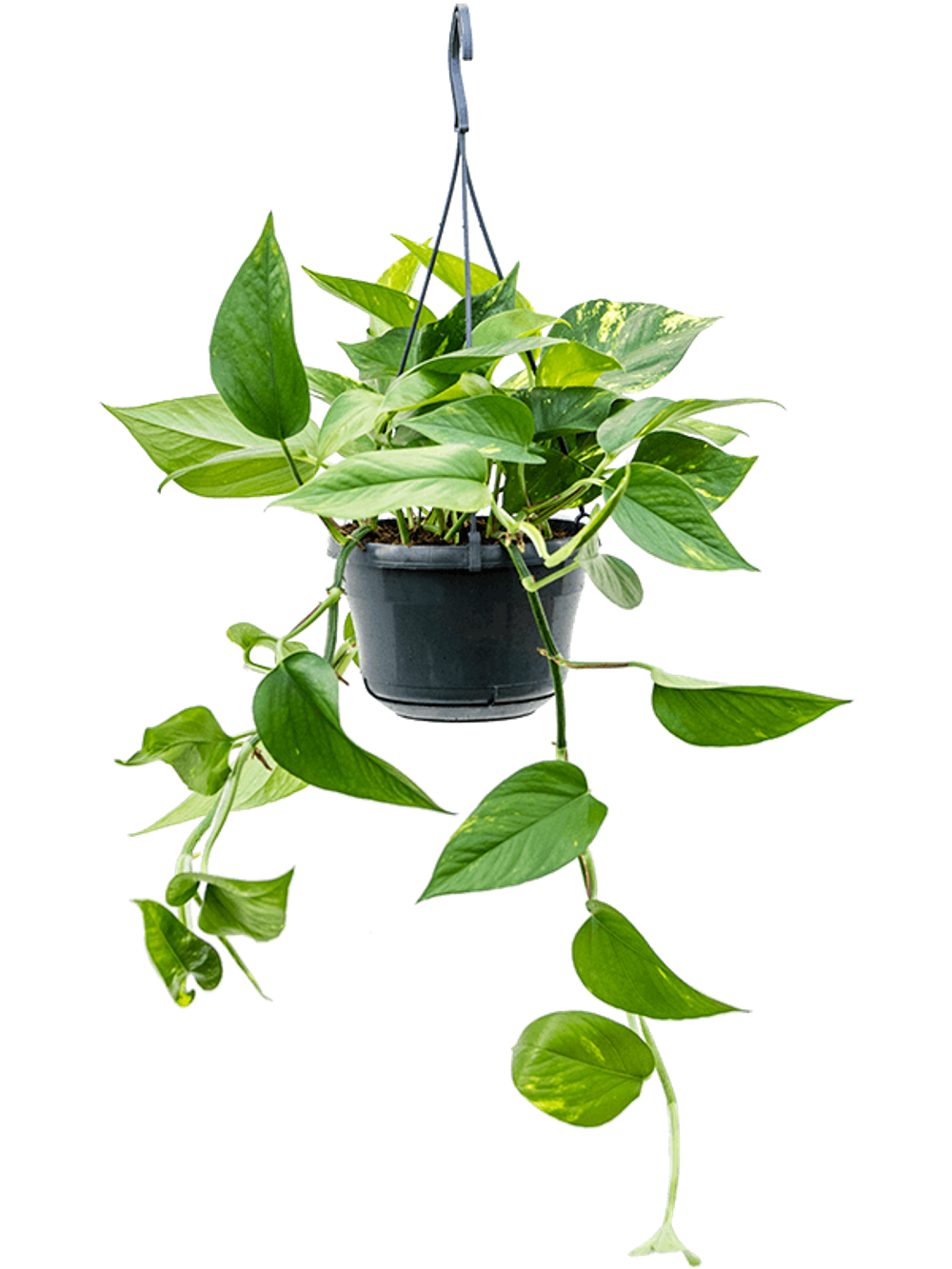 Эпипремнум подвесной