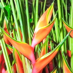 Геликония BIHAI LOBSTER CLAW II