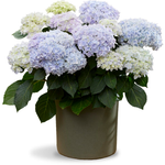 Доппио Азурро «DOPPIO AZZURRO» р12 Европа 2026 г