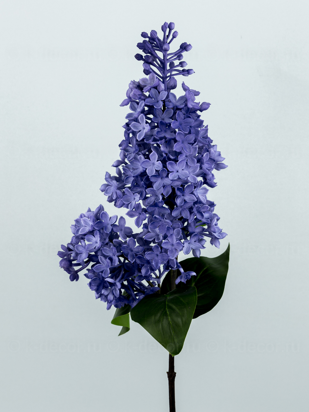 Сирень Премиум