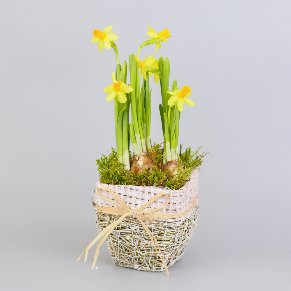 Композиция с первоцветами Нарцисс моно