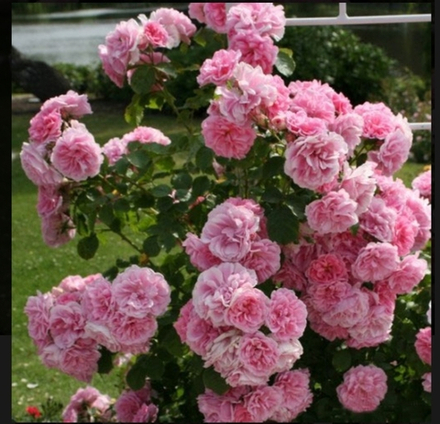 Ютерсен Розенпринцессен