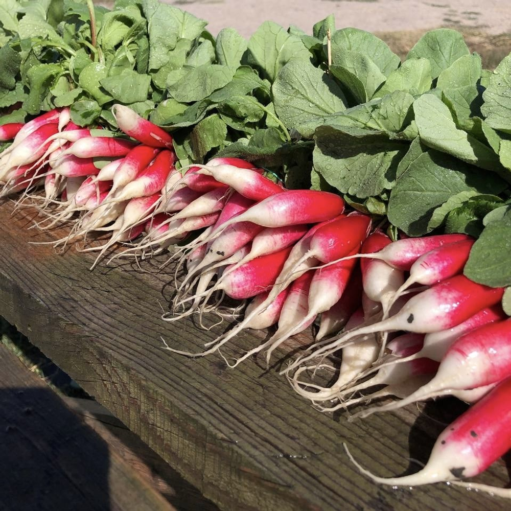 Редис "французский завтрак" ботвой "О, Батат", 200 г (цена указана за 200 г, вес может отличаться)