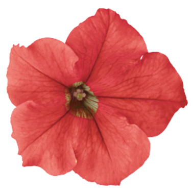 S60231  Петуния кустовая Grandiflora Success!HD Salmon 10 шт.