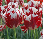 ЛУКОВИЦЫ ТЮЛЬПАН ТРИУМФ GRAND PERFECTION 11/12, DARIT 5 ШТ/УП