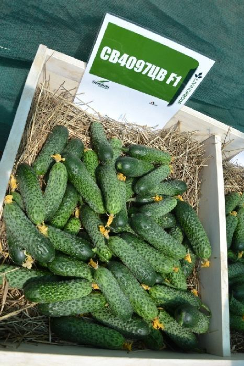 Огурец СВ 4097 ЦВ F1 (50шт) Витагрин Профи