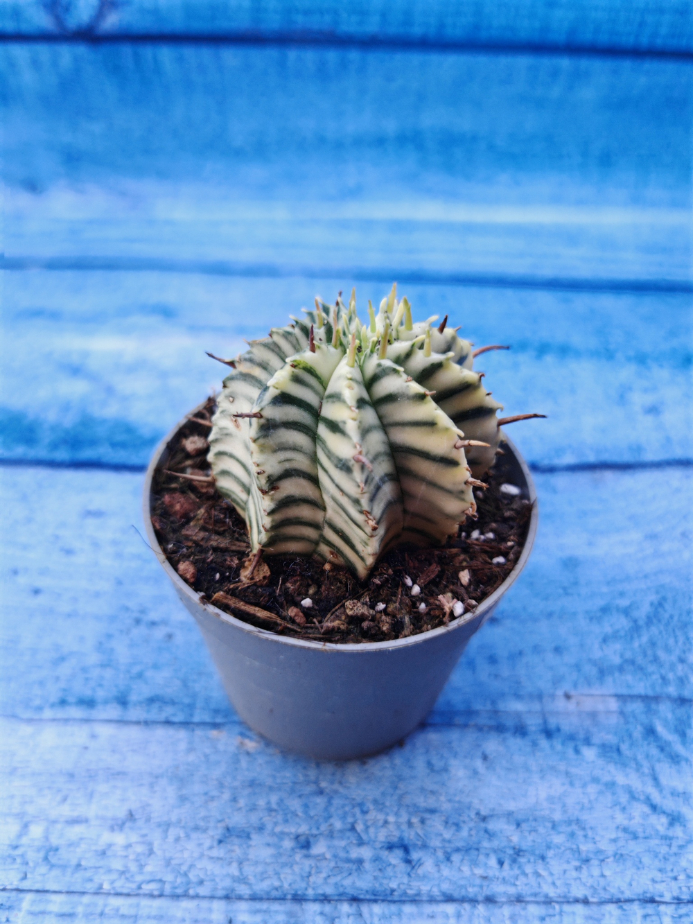 Euphorbia meloformis f. Variegated (Эуфорбия вариегатная)