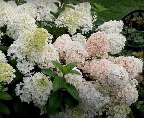 Гортензия метельчатая БОБО (Hydrangea paniculata «Bobo»)